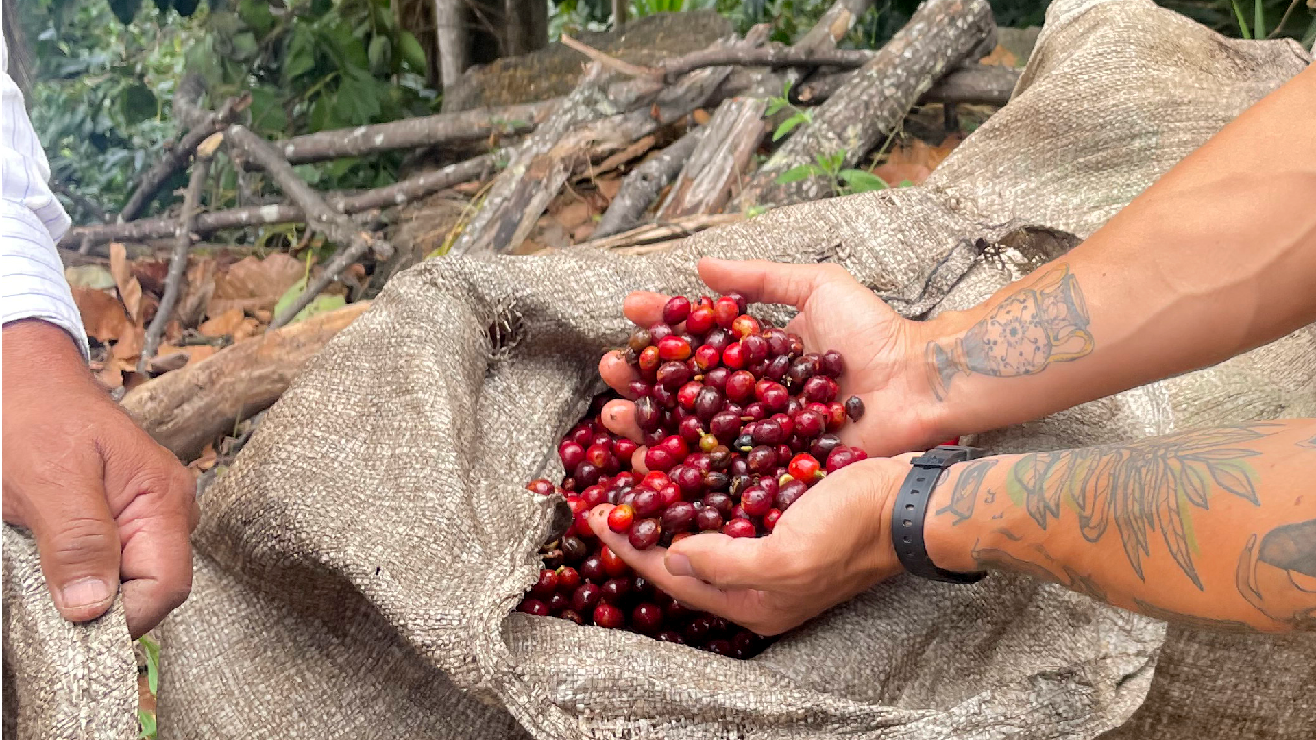Arábica vs. Robusta: Las especies que dominan el mundo del café - Blackdrop Coffee