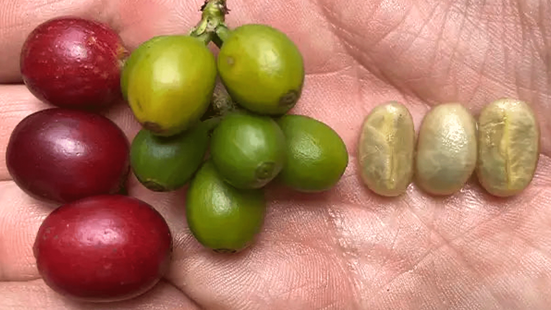 ¿Qué es el café de especialidad? - Blackdrop Coffee