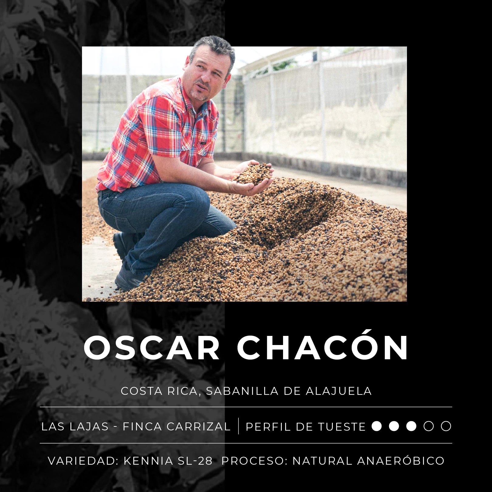 Café de Costa Rica Las Lajas SL-28 - Blackdrop